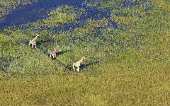 Giraffes - Delta of Okavango