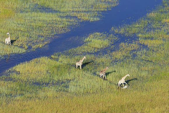 Giraffes - Delta of Okavango