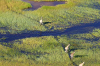 Giraffes - Delta of Okavango