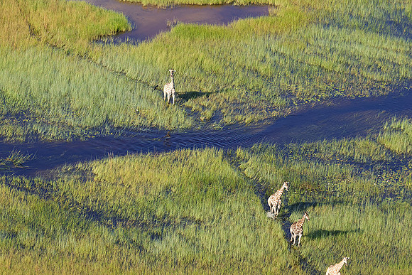 Giraffes - Delta of Okavango