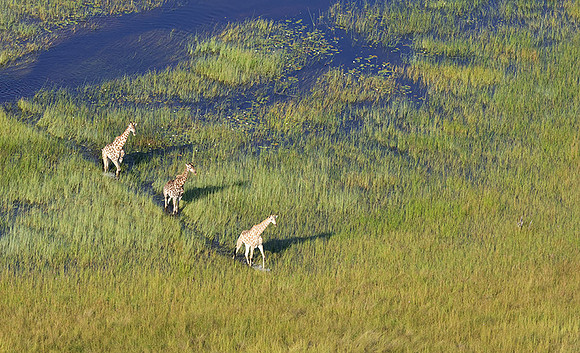 Giraffes - Delta of Okavango