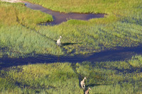 Giraffes - Delta of Okavango