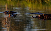 Hippos