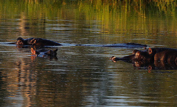 Delta of Okavango