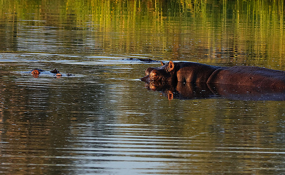 Delta of Okavango