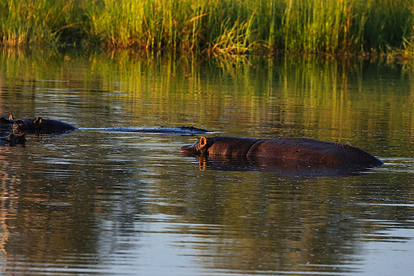 Delta of Okavango
