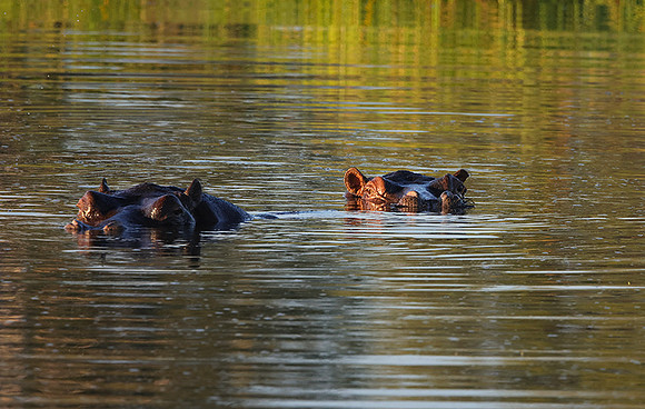 Delta of Okavango