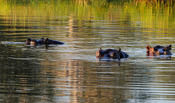 Delta of Okavango