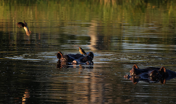 Delta of Okavango