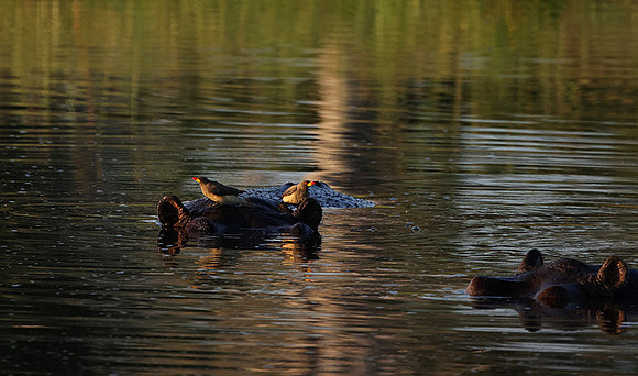 Delta of Okavango