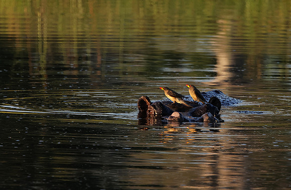 Delta of Okavango