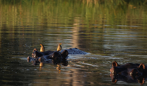 Delta of Okavango