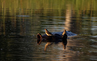 Delta of Okavango