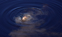 Delta of Okavango