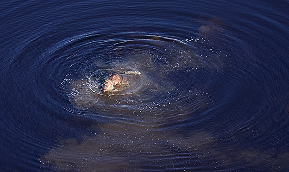 Delta of Okavango