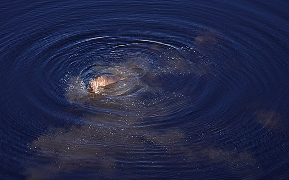 Delta of Okavango