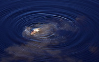 Delta of Okavango