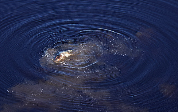 Delta of Okavango