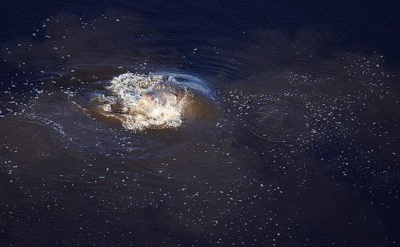 Delta of Okavango