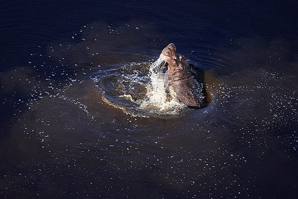 Delta of Okavango