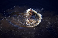 Delta of Okavango