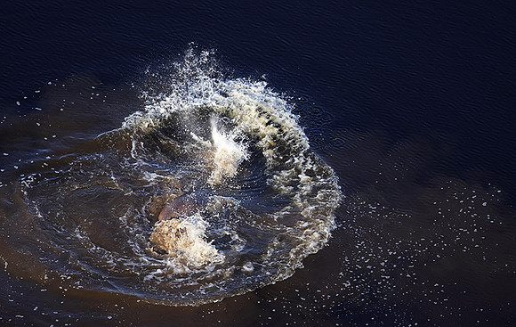 Delta of Okavango
