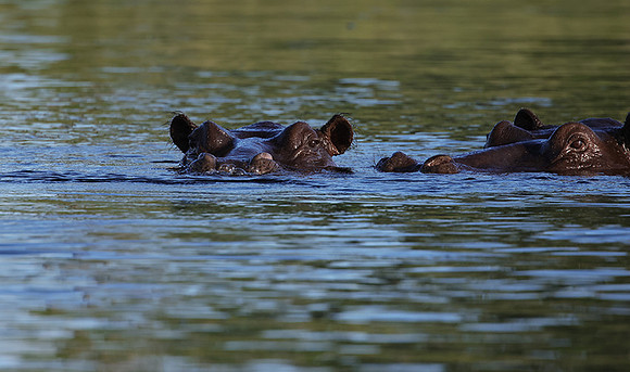 Delta of Okavango