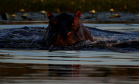 Delta of Okavango