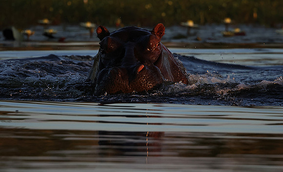 Delta of Okavango