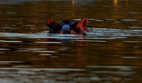 Delta of Okavango