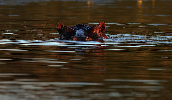 Delta of Okavango