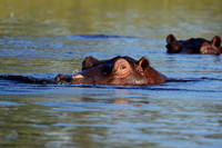 Delta of Okavango