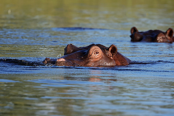 Delta of Okavango