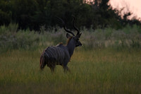 xigera