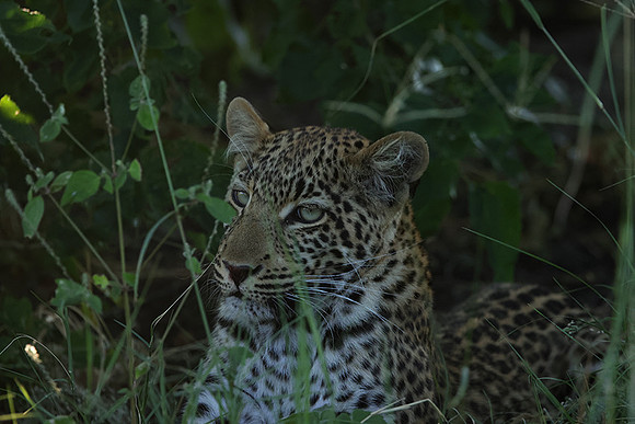 Nxabega