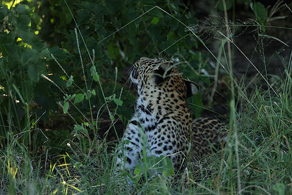 Nxabega