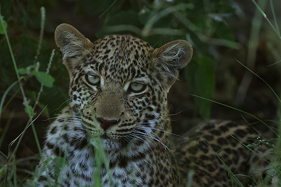 Nxabega