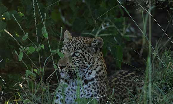 Nxabega