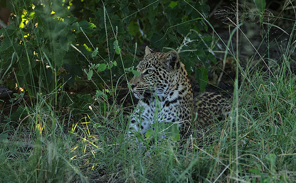 Nxabega
