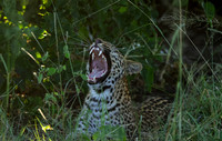Leopards