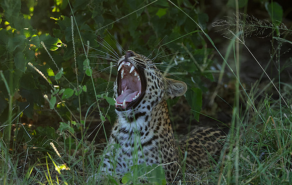 Nxabega