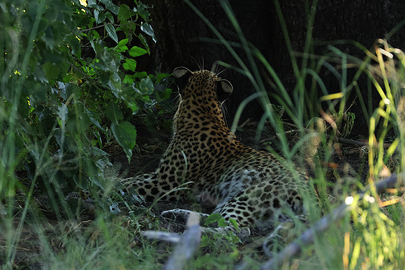 Nxabega