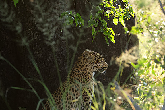 Nxabega