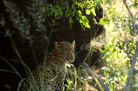 Nxabega