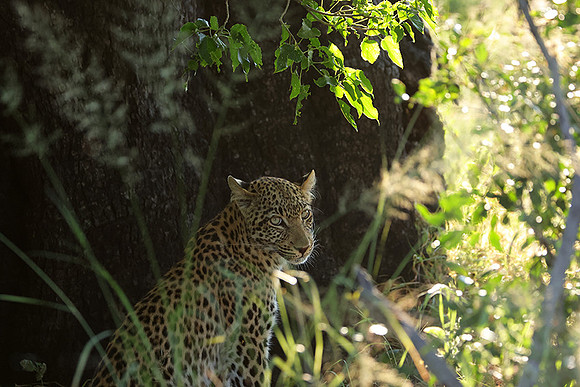 Nxabega