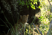 Nxabega