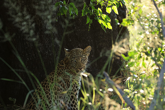 Nxabega