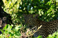 Nxabega