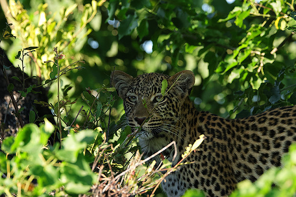 Nxabega