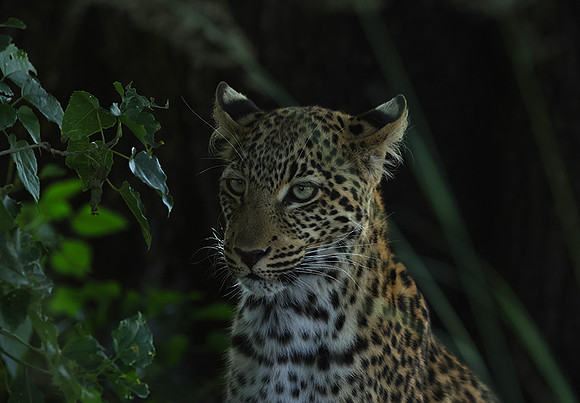 Nxabega